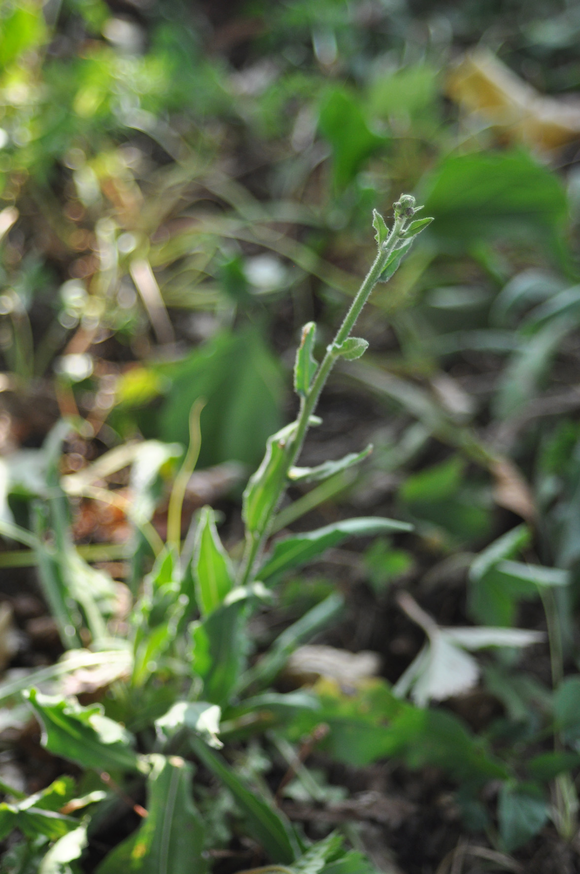scheda cichorium intybus - cicoria comune